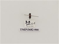 藏品(鞘翅目(2))的圖片